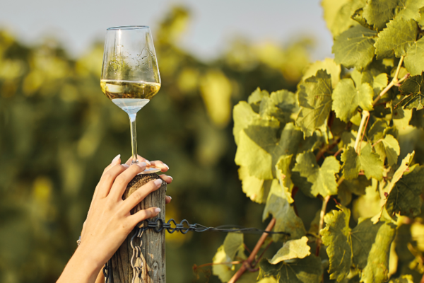 A glass of white wine on a post in a vineyard