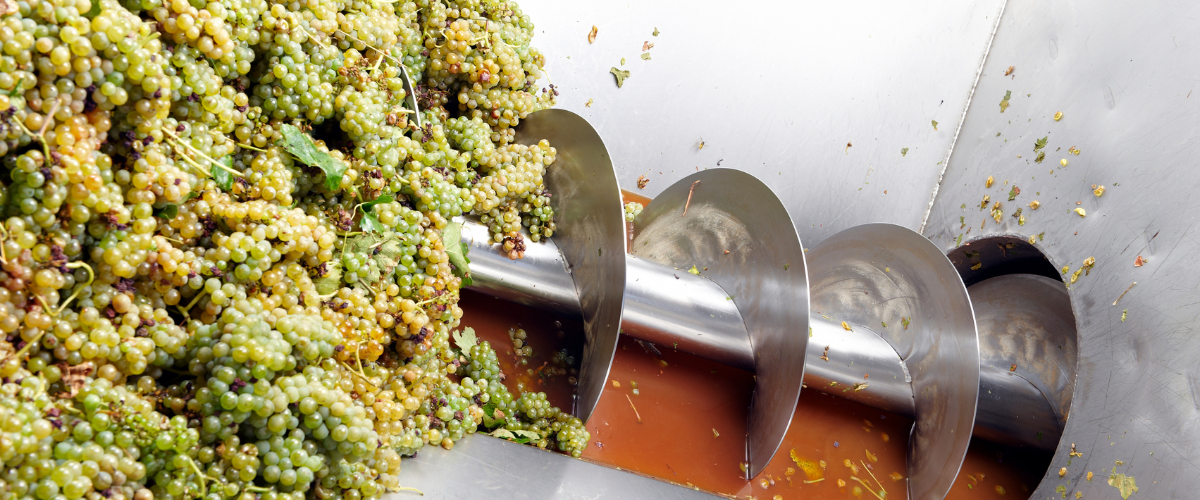 White grapes going through a crusher