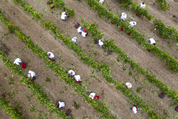 Overhead view of workers in a vineyard