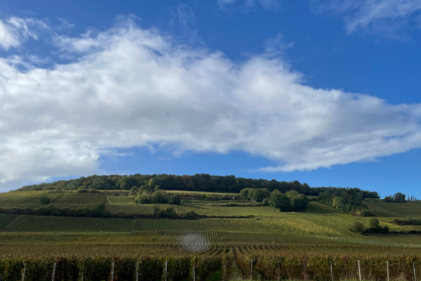 A vineyard hill against a blue sky in Champagne