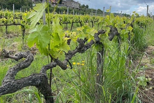 Very old vines in a row in a vineyard